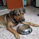 Подробнее об объявлении «Найдена собака кобель скучает по хозяину Химки» Фото: найдена собака  «Найдена собака кобель скучает по хозяину Химки» в г. Химки