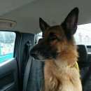 Подробнее об объявлении «Москва Найдена собака немецкая овчарка, сука.» Фото: найдена собака Немецкая овчарка «Москва Найдена собака немецкая овчарка, сука.» в г. Москва