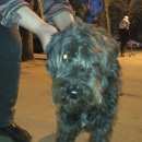 Подробнее об объявлении «Найдена собака кобель (кобель) Нижний Новгород» Фото: найдена собака  «Найдена собака кобель (кобель) Нижний Новгород» в г. Нижний Новгород