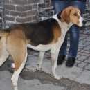 Подробнее об объявлении «Найдена собака кобель Череповец» Фото: найдена собака  «Найдена собака кобель Череповец» в г. Череповец