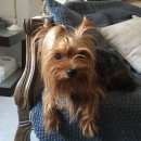 Подробнее об объявлении «Красноярск Найдена собака девочка йоркширский терьер» Фото: найдена собака Йоркширский терьер «Красноярск Найдена собака девочка йоркширский...» в г. Красноярск