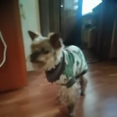 Подробнее об объявлении «Найдена собака 22.05.район солнцево Москва» Фото: найдена собака Йоркширский терьер «Найдена собака 22.05.район солнцево Москва» в г. Москва