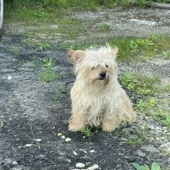 Подробнее об объявлении «Найдена собака видели в районе липки юзао москвы Москва» Фото: найдена собака Йоркширский терьер «Найдена собака видели в районе липки юзао...» в г. Москва