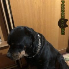 Подробнее об объявлении «Найдена собака Нижний Новгород» Фото: найдена собака Ротвейлер «Найдена собака Нижний Новгород» в г. Нижний Новгород