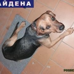 Подробнее об объявлении «Найдена собака ул ак.лукьяненко Краснодар» Фото: найдена собака  «Найдена собака ул ак.лукьяненко Краснодар» в г. Краснодар