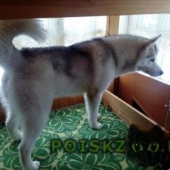 Подробнее об объявлении «Найдена собака кобель срочно забрать Икша» Фото: найдена собака Сибирская хаски «Найдена собака кобель срочно забрать Икша» в г. Икша