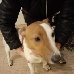 Подробнее об объявлении «Найдена собака кобель очень хочется найти хозяина Ростов-на-Дону» Фото: найдена собака Джек рассел терьер «Найдена собака кобель очень хочется найти...» в г. Ростов-на-Дону