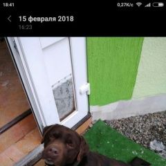Подробнее об объявлении «Найдена собака кобель лабрадор Ростов-на-Дону» Фото: найдена собака Лабрадор ретривер «Найдена собака кобель лабрадор Ростов-на-Дону» в г. Ростов-на-Дону