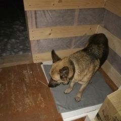 Подробнее об объявлении «Найдена собака овчарка девочка Раменское» Фото: найдена собака Немецкая овчарка «Найдена собака овчарка девочка Раменское» в г. Раменское