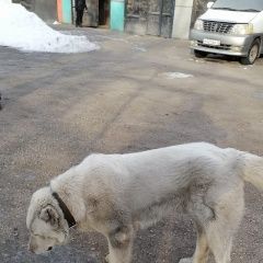 Подробнее об объявлении «Найдена собака кобель помогите найти хозяина Черногорск Хакасия» Фото: найдена собака  «Найдена собака кобель помогите найти хозяина...» в г. Черногорск Хакасия