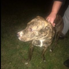 Подробнее об объявлении «Найдена собака кобель тигровая собака, ул. ивантеевская Москва» Фото: найдена собака  «Найдена собака кобель тигровая собака, ул....» в г. Москва