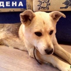 Подробнее об объявлении «Найдена собака молодая девочка Москва» Фото: найдена собака  «Найдена собака молодая девочка Москва» в г. Москва