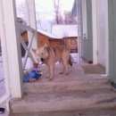 Подробнее об объявлении «Тосно Найдена собака кобель молодой кабель лайки» Фото: найдена собака Западно-сибирская лайка «Тосно Найдена собака кобель молодой кабель лайки» в г. Тосно