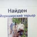 Подробнее об объявлении «Малаховка Найдена собака кобель московская область» Фото: найдена собака Йоркширский терьер «Малаховка Найдена собака кобель московская область» в г. Малаховка