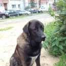 Подробнее об объявлении «Новосибирск Найдена собака кобель» Фото: найдена собака  «Новосибирск Найдена собака кобель» в г. Новосибирск