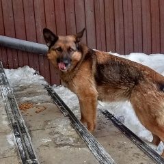 Подробнее об объявлении «Найдена собака Владивосток» Фото: найдена собака  «Найдена собака Владивосток» в г. Владивосток