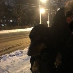 Подробнее об объявлении «Найдена собака кобель Кострома» Фото: найдена собака Такса «Найдена собака кобель Кострома» в г. Кострома