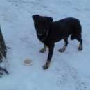 Подробнее об объявлении «Найдена собака Орехово-Зуево» Фото: найдена собака  «Найдена собака Орехово-Зуево» в г. Орехово-Зуево