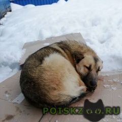 Подробнее об объявлении «Мытищи Найдена собака кобель» Фото: найдена собака  «Мытищи Найдена собака кобель» в г. Мытищи