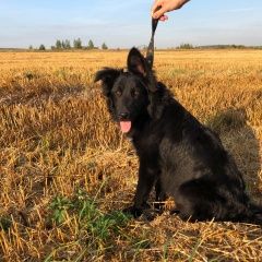 Подробнее об объявлении «Коломна Найдена собака кобель черный щенок в ошейнике» Фото: найдена собака  «Коломна Найдена собака кобель черный щенок в...» в г. Коломна