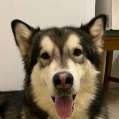 Подробнее об объявлении «Найдена собака кобель хаски Москва» Фото: найдена собака  «Найдена собака кобель хаски Москва» в г. Москва