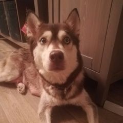 Подробнее об объявлении «Найдена собака породы хаски Москва» Фото: найдена собака Сибирская хаски «Найдена собака породы хаски Москва» в г. Москва