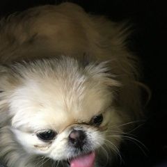 Подробнее об объявлении «Оренбург Найдена собака кобель пекинес» Фото: найдена собака Пекинес «Оренбург Найдена собака кобель пекинес» в г. Оренбург