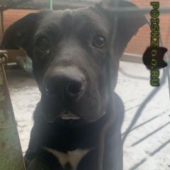 Подробнее об объявлении «Найдена собака кобель чёрный мальчик Москва» Фото: найдена собака  «Найдена собака кобель чёрный мальчик Москва» в г. Москва