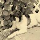 Подробнее об объявлении «Энгельс Найдена собака американская акита» Фото: найдена собака  «Энгельс Найдена собака американская акита» в г. Энгельс