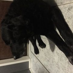 Подробнее об объявлении «Воронеж Найдена собака кобель лабрадор» Фото: найдена собака Лабрадор ретривер «Воронеж Найдена собака кобель лабрадор» в г. Воронеж