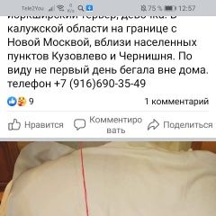 Подробнее об объявлении «Жуковский Найдена собака йоркширский терьер» Фото: найдена собака Йоркширский терьер «Жуковский Найдена собака йоркширский терьер» в г. Жуковский