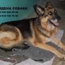 Подробнее об объявлении «Белгород Найдена собака» Фото: найдена собака Немецкая овчарка «Белгород Найдена собака» в г. Белгород