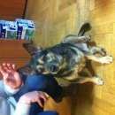 Подробнее об объявлении «Найдена собака кобель Москва» Фото: найдена собака  «Найдена собака кобель Москва» в г. Москва