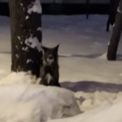 Подробнее об объявлении «Найдена собака Москва» Фото: найдена собака  «Найдена собака Москва» в г. Москва