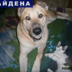 Подробнее об объявлении «Нефтеюганск Найдена собака ищем новых или старых хозяев» Фото: найдена собака  «Нефтеюганск Найдена собака ищем новых или...» в г. Нефтеюганск