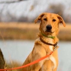 Подробнее об объявлении «Найдена собака Москва» Фото: найдена собака  «Найдена собака Москва» в г. Москва