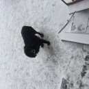 Подробнее об объявлении «Найдена собака Тюмень» Фото: найдена собака  «Найдена собака Тюмень» в г. Тюмень