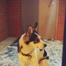 Подробнее об объявлении «Красноярск Найдена собака кобель, белый с черными пятнами» Фото: найдена собака  «Красноярск Найдена собака кобель, белый с...» в г. Красноярск