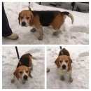 Подробнее об объявлении «Подольск Найдена собака кобель бигль» Фото: найдена собака Бигль «Подольск Найдена собака кобель бигль» в г. Подольск