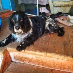 Подробнее об объявлении «Найдена собака кобель Боровичи» Фото: найдена собака  «Найдена собака кобель Боровичи» в г. Боровичи