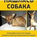 Подробнее об объявлении «Найдена собака Ростов-на-Дону» Фото: найдена собака Той-терьер «Найдена собака Ростов-на-Дону» в г. Ростов-на-Дону