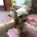 Подробнее об объявлении «Найдена собака г. Химки» Фото: найдена собака Йоркширский терьер «Найдена собака г. Химки» в г. Химки