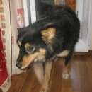 Подробнее об объявлении «Липецк Найдена собака» Фото: найдена собака  «Липецк Найдена собака» в г. Липецк