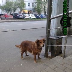 Подробнее об объявлении «Найдена собака. свао. Москва» Фото: найдена собака  «Найдена собака. свао. Москва» в г. Москва