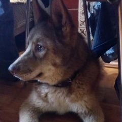 Подробнее об объявлении «Найдена собака кобель Пермь» Фото: найдена собака  «Найдена собака кобель Пермь» в г. Пермь