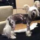 Подробнее об объявлении «Климовск Найдена собака кобель» Фото: найдена собака Китайская хохлатая собака «Климовск Найдена собака кобель» в г. Климовск