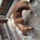 Подробнее об объявлении «Липецк Найдена собака такса рыжая девочка» Фото: найдена собака Такса «Липецк Найдена собака такса рыжая девочка» в г. Липецк