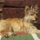 Подробнее об объявлении «Боровск Найдена собака похожа на лисичку» Фото: найдена собака  «Боровск Найдена собака похожа на лисичку» в г. Боровск