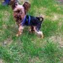 Подробнее об объявлении «Красноярск Найдена собака кобель» Фото: найдена собака Йоркширский терьер «Красноярск Найдена собака кобель» в г. Красноярск