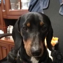 Подробнее об объявлении «Найдена собака кобель Москва» Фото: найдена собака Такса «Найдена собака кобель Москва» в г. Москва